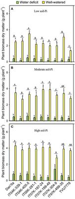 Comparative Analysis of the Combined Effects of Different Water and Phosphate Levels on Growth and Biological Nitrogen Fixation of Nine Cowpea Varieties